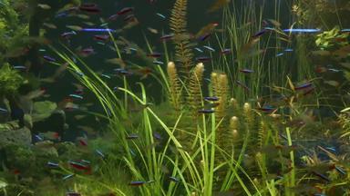 色彩斑斓的生动的荧光小鱼发光河新鲜的水水族馆绿色藻类水生植物发光的闪亮的生态系统充满活力的装饰坦克生物荧光小鱼